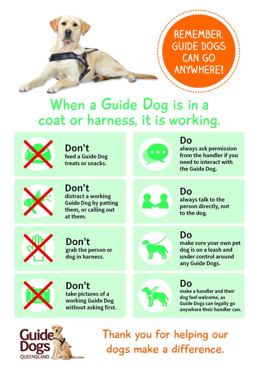 Guide dogs rz